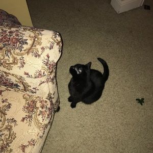 Meet your Posher, Scarlett